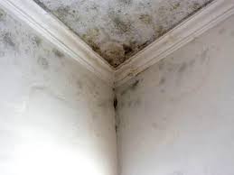 Why You Should Choose Our Mold Remediation Services in Albion, NE